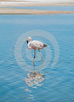 Closeup of an Andean Flamingo in Lake Chaxa near San Pedro de Atacama, Chile. Andean flamingo Phoenicoparrus andinus, Chaxa