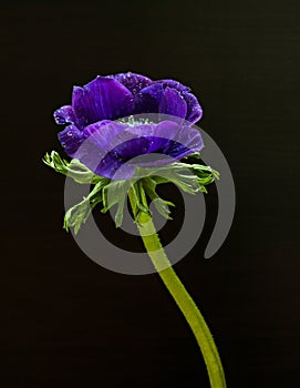 Closeup of anemone flower