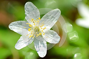 Closeup of anemone flower in the morning dew
