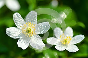 Closeup of anemone flowers in the morning dew