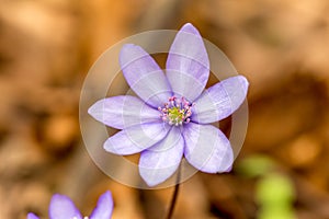 Detailný záber na Anemone hepatica Hepatica nobilis v lese so suchými listami na pozadí