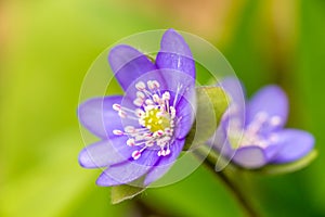 Closeup of Anemone hepatica Hepatica nobilis in forest with green leaves and another Anemone hepatica on background