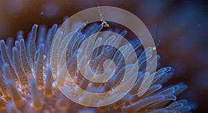 Closeup of anemone tentacles