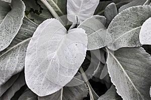 Closeup of angel wings (Senecio candicans)