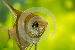 Closeup of Angelfish Pterophyllum scalare in aquarium