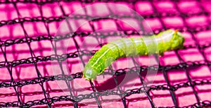 Closeup of a angle shades caterpillar