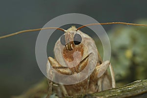 Closeup on an Angle Shades owlet moth, Phlogophora meticulosa in the garden