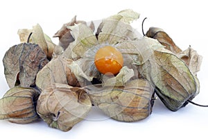 Closeup de angular winter cherry or Physalis