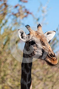 Closeup of an Angolan Giraffe hiding in the Bushes