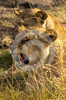 Closeup of an angry lioness in a field with dry grass