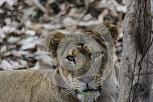 Closeup of a Angry Lioness  - Intense Eyes