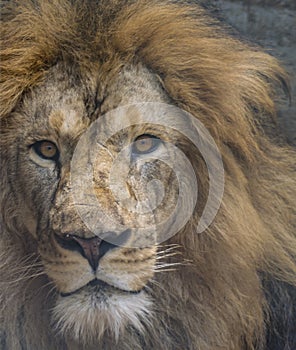 Closeup of a Angry Male Lion - Intense Eyes