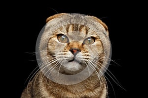 Closeup Angry Scottish fold Cat with cunning eyes Isolated Black