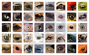 Closeup Animal Eyes Collage