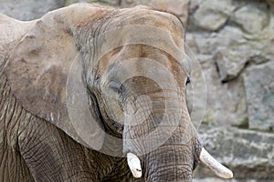 closeup animal portrait african elephant big wildlife