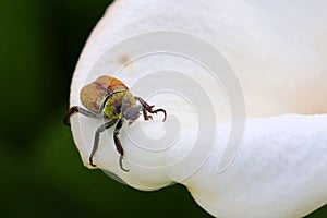 Closeup of an anomala dubia crawling on a white flower petal