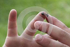 Closeup of Ant Crawling on Toddlers Hand