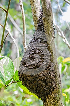 Closeup of ant nest attached to tree in tropical rain forest of Nigeria, Africa