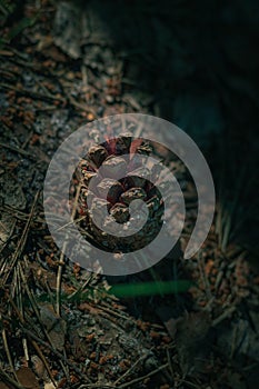 Closeup of ant on pine cone on ground