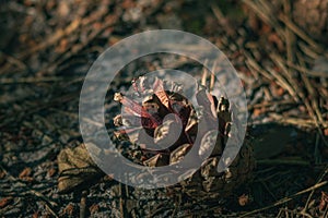 Closeup of ant on pine cone on ground