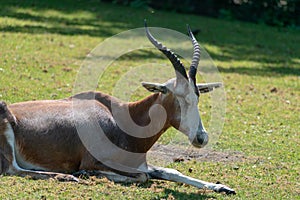 Closeup of an antelope lying on the grass in a zoo during daylight