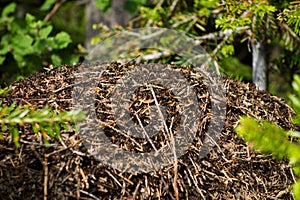 Detailní záběr na mraveniště plné mravenců