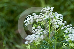 Closeup of Anthriscus sylvestris