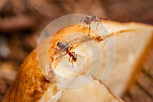 Closeup of ants on mushroom. Shallow depth of field, selective focus