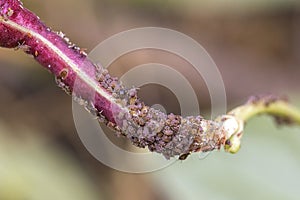 Aphids Infestation On Crop photo