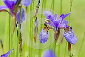 Closeup of apis honey bee visiting blooming purple iris sibirica sibirian iris in spring in front of natural green background.