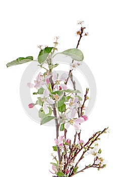 Closeup of Apple blossoms