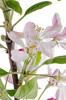 Closeup of Apple blossoms