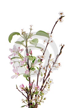 Closeup of Apple blossoms