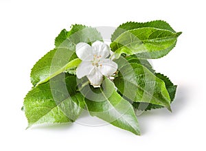 Closeup of apple blossoms over white