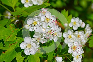 closeup apple branch in a blossom