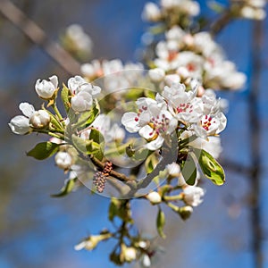 Closeup of apple tree blossom