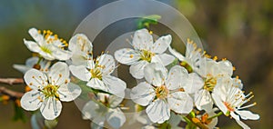 closeup apple tree branch in blossom