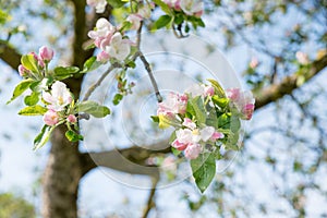 closeup of an apple tree branch with blossoms