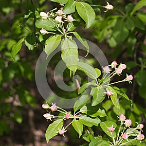 Closeup of apple tree branch with flower buds early in spring