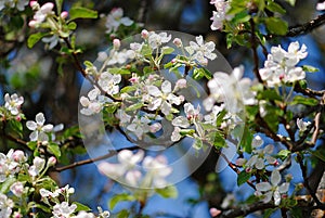 Closeup of apple tree flowers. Malus domestica.