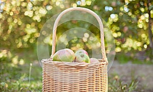 Closeup apples in a basket on a farm. Fresh agricultural produce ready for harvest time after growing in season. Ripe