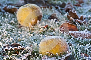 Closeup of apples on a frosty ground