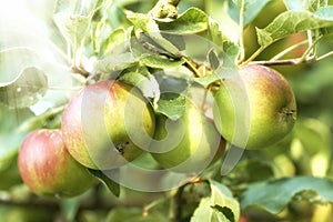 Closeup of apples growing in a sunny orchard outdoors with lens flare. Fresh raw fruit being cultivated and harvested