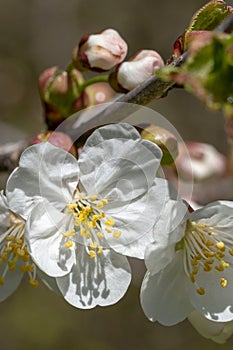 Closeup of an apricot blossom growing in a garden with a blurry background