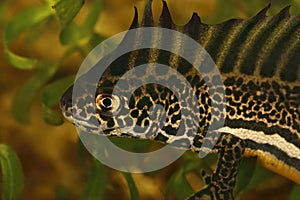 Closeup on an aqautic male Caucasian banded newt, Ommatotriton ophryticus with it`s impressive crest