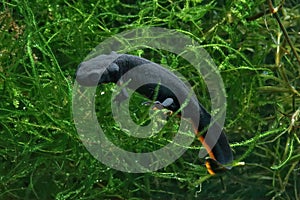 Closeup on an aquatic adult Chinese firebellied newt, Cynops orientalis, in Java moss