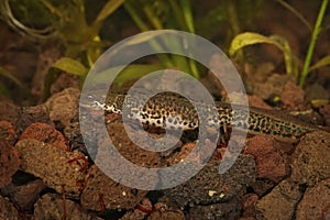 Closeup on an aquatic adult female Italian newt, Lissotriton italicus