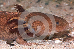 Closeup on an aquatic brown Axolotl, Ambystoma mexicanum