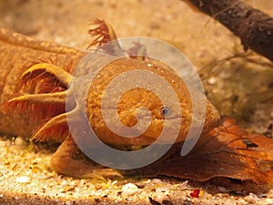 Closeup on an aquatic brown Mexican Axolotl, Ambystoma mexicanum