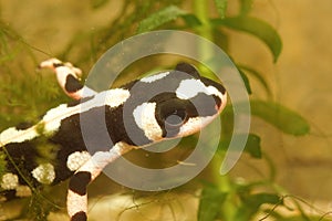 Closeup on an aquatic colorful endangered Luristan newt Neurergus kaiseri newt